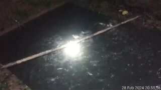 Ngasih pakan alternatif lebih cocok malam hari sebab lele itu NOKTURNAL
