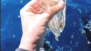 اغرب حيوان ممكن تشوفه في حياتك ????