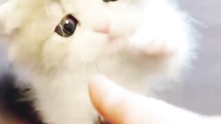 Cuttie cat