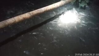 Ikan lele makan pada malam hari sangat rakus sekali
