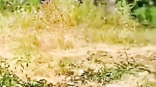The_cat_adventure_with_pigeon___Top_3_Dangerous_attack_#cat_#pets_#shorts_#kabootar(480p).