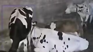 The moment the cow turned into a killer