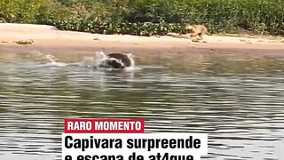 Onça não conseguiu
