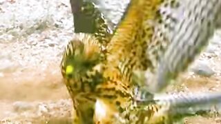 Animal tragedies in a troubled world