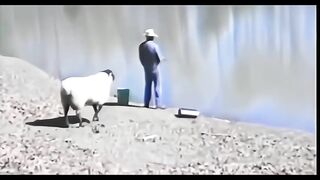 damn sheep, like and subscribe