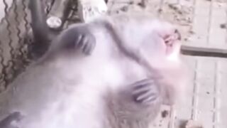 animal 58