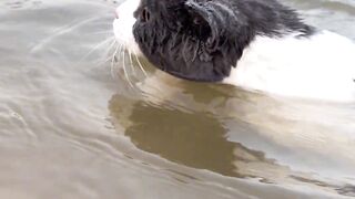Can your cat swim?