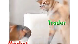 Training funny cat ????????