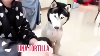 Regardez  ce video et écrit