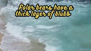 Animal Facts         Polar Bears          #shorts