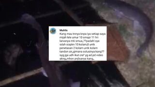 Penyebab Larva Lele MATI umur 10 hari dari menetas, padahal semuanya sudah sesuai aturan