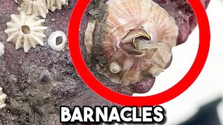 Extremely satisfying barnacle removal