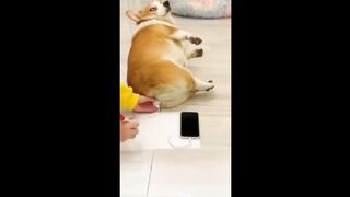 Funny animal videos 2024 - Funny cats/dogs - Funny animals