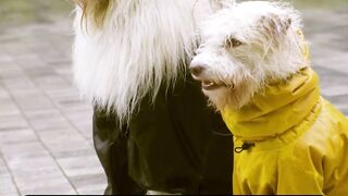 Surprising Facts About Your Pet Dog