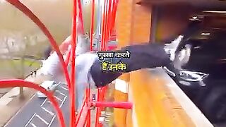 funyy video clip 29
