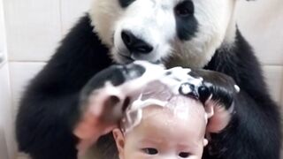 Panda best work