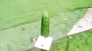 Card_Throwing_Skill_????(480p).