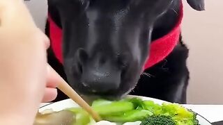 Dogs eat delicious food ???????????? _dog _eating _short
