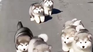 Before _ After Animals Growing Up. Amazing Animal Transformation ???? _short _tiktok _animals