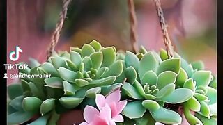 Beautiful roses 3