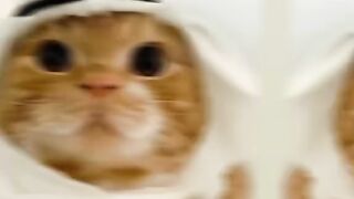 Funny video of cats.