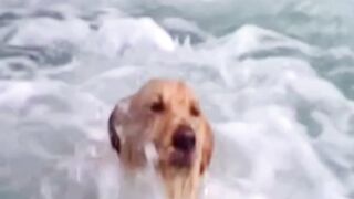 Dolphin saves dog from sharks