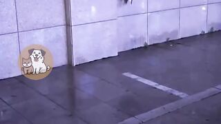 007 funny video
