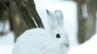 Animals Find Food In Ice