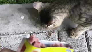 SUCH A HAPPINES WITH STRAY CAT