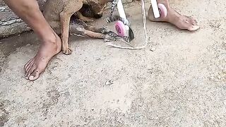 Animal Dogs Lover ????