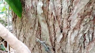 Let's observe lizards