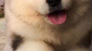 so cut dog