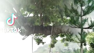 Nature Songs love