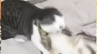 Fith cat's