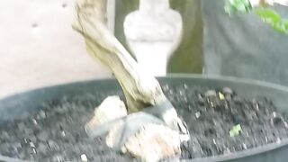 BONSAI SANCANG 4