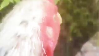 This is a red head