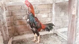 Let me go outside
