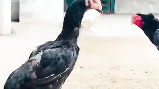 Ring bird 2