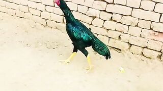 Yellow legs 2