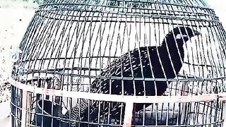 I am in cage