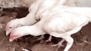 Looking to their food