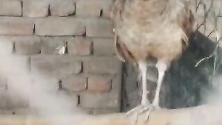 Log for perching