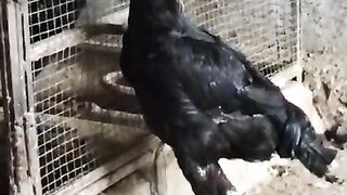 Standing like a bird
