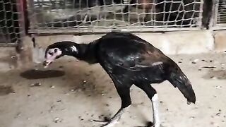 I am Black chicken