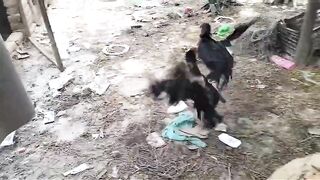 Babara charga