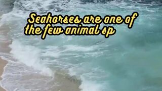Animal Facts         Seahorses          #shorts