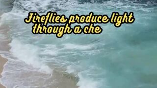 Animal Facts        Fireflies           #shorts