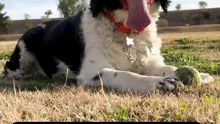 Unusual Dog Behaviors Explained