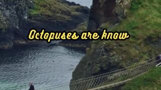 Animal Facts        Octopuses          #shorts
