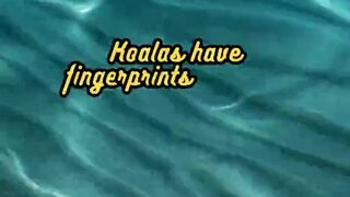 Animal Facts        Koalas          #shorts